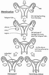 Diagram Menstrual Cycle Menstruation sketch template