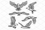 Flying Falcon Eagle Hawk Sketch Wings Bird Spread Outline Sketches Vector Flight Claws Illustration Choose Board Small Creativemarket Isolated Preview sketch template
