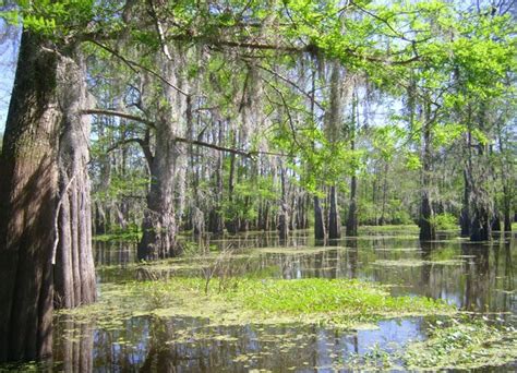 Louisiana Cajun Country What To See And Do In Lafourche