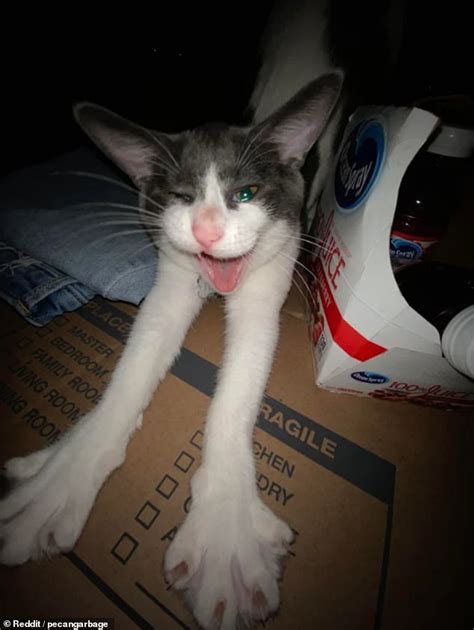 owners share hilarious snaps of their cats in very awkward positions