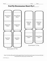 Chromosomes Coloring Genes Activity Alleles Paste Cut Preview sketch template