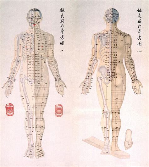 chinese chart of acupuncture points photograph by everett fine art