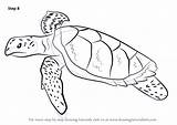 Turtle Hawksbill Turtles Drawingtutorials101 Tortoises Ridley Kemps Necessary Improvements sketch template