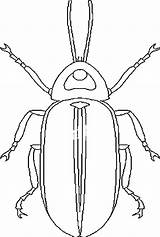 Pages Beetle Weevils Coloring sketch template