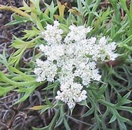 Image result for "aeginella Spinosa". Size: 188 x 185. Source: www.pinterest.it