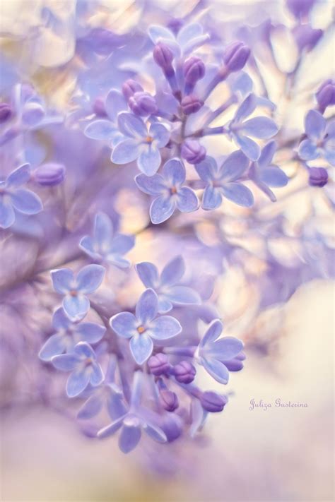 lilac null flower aesthetic lavender aesthetic violet flower