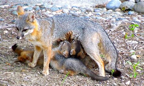 mama fox and her 5 pups teach a wildlife lesson