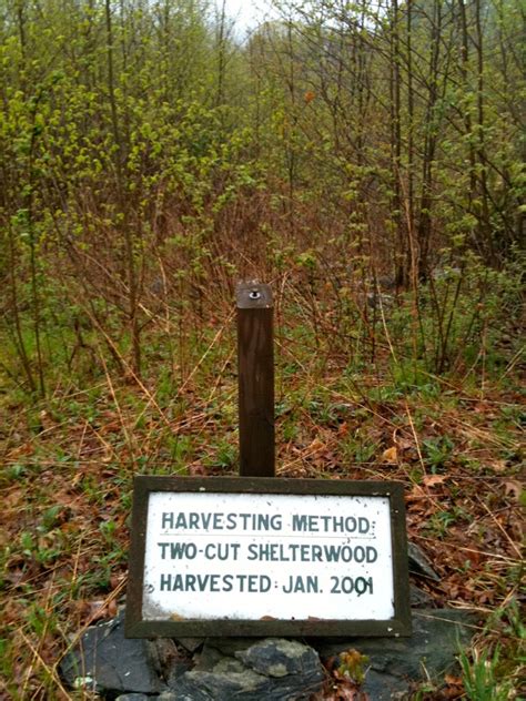 img harvesting method  cut shelterwood harvested flickr