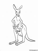 Wallaby Coloring Kangaroo Kids Printable Designlooter Pages sketch template