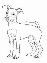 Coloring Pages Pinscher Dog Miniature Puppy Doberman Rottweiler Weimaraner Drawing Printable Schnauzer Sheets Jack Colouring Mini Color Print Weiner Cute sketch template