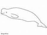 Coloring Beluga Pages Whale Whales Ws sketch template