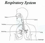 Respiratory System Human Unlabeled Diagram Coloring Anatomy Drawing Grade 4th Print Systems Body Coloringhome sketch template
