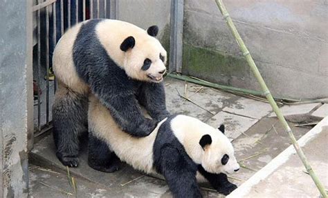 Watch Giant Pandas In China Shatter World Record For