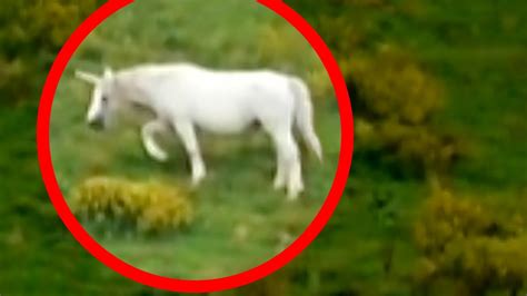 unicorns caught  tape  unicorn sightings paranormal