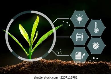 sapling growing soil sunlight digital data stock photo