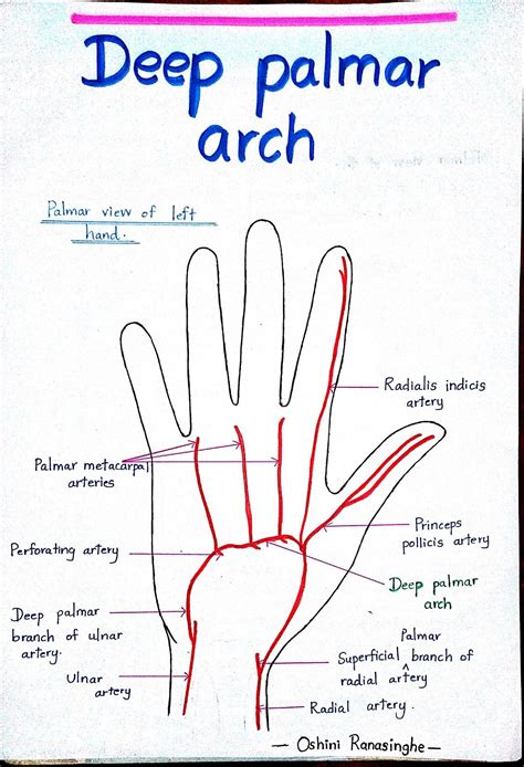 deep palmar arch arteries anatomy anatomy medicine