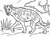 Hyena Coloring Pages sketch template