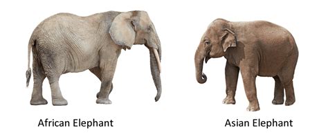 differences  asian  african elephants