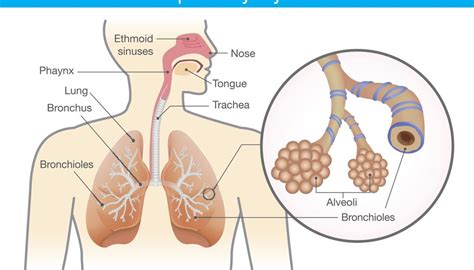 human respiratory system works sciencing