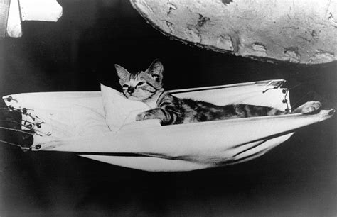 jenny  titanic cat   cat   titanic predict  ships