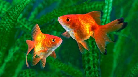 goldfish comun especie de pez mascotas hogarmania