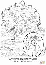 Hawaii Tree Coloring State Pages Drawing Printable Kansas Redwood Empire Building Dimensions Colouring Color Banyan Getdrawings Better Getcolorings Colorings Main sketch template