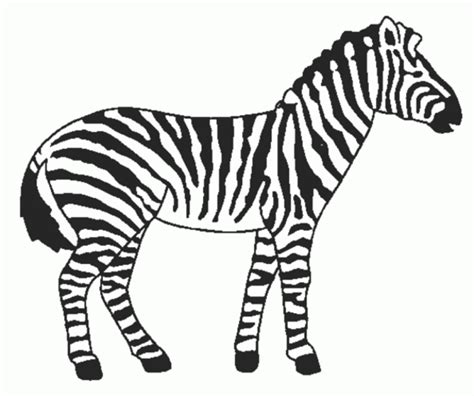 zebra coloring pages    clipartmag