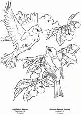 Bunting Dover Aves Colouring Birds Pajaritos Ausmalen Stamps Vogels Bordado Malvorlagen Broderie Quilts Prente Vir Inkleur Zeichnen Volwassenen Indigo Kleuters sketch template