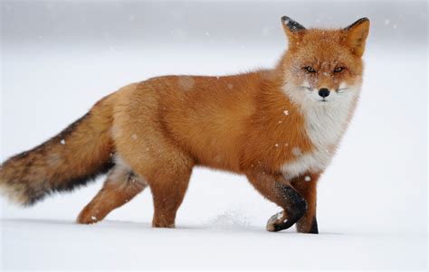 Red Fox In Snow Free Images At Vector Clip