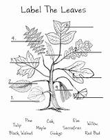 Leaf Dichotomous Coloring Anatomy Identification Sassafras Photosynthesis Alberi Dioecious Separate Worksheeto sketch template