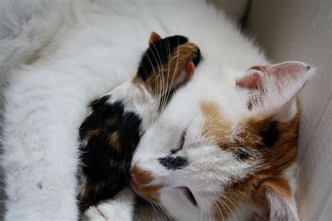 10 Mom Cats And Their Precious Kitties