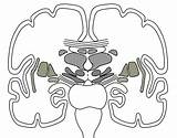 Brain Unlabeled Drawing Section Coronal Parts Basal Human Through Illustrated Diagrams Own Use Cronodon Getdrawings Its sketch template