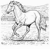 Colorat Cal Planse Desene Animale Cai Horse Domestice Calul Printable Desenat Imagini Cavalos Colouring Imagens Imaginea sketch template