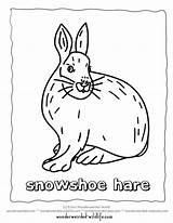 Hare Printable Designlooter Snowshoe sketch template