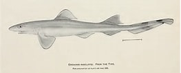 Afbeeldingsresultaten voor "eridacnis Sinuans". Grootte: 263 x 106. Bron: shark-references.com