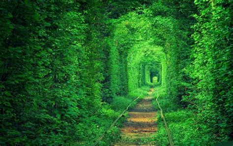 10 of the most amazing tree tunnels ever