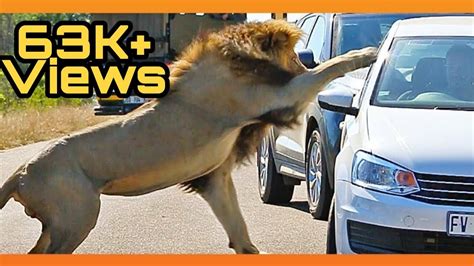 african lion safari canada hamilton youtube