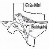 Texas Mockingbird Mocking Designlooter sketch template