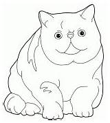 Exotic Cat Coloring Shorthair sketch template