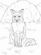 Coloring Fox Pages Realistic Red Choose Board Colouring Animal sketch template