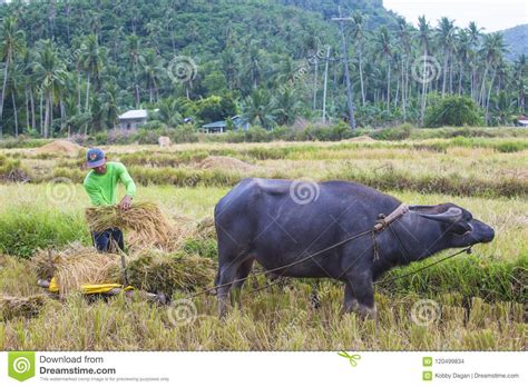 filipino farmer at a rice field editorial stock image