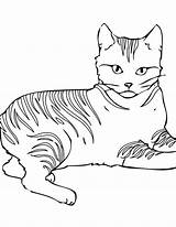 Cat Coloring Pages Detailed Getcolorings Printable Color sketch template