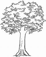 Tree Simple Pencil Drawing Trees Drawings Coloring Sketches Pages Line Sketch Olive Roots Clipart Cliparts Branches Collection Landscapes Getdrawings Printable sketch template