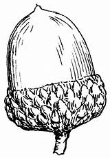 Nut Clipart Cliparts Library Oak Acorn Drawing sketch template