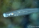 Afbeeldingsresultaten voor "cephalopyge Trematoides". Grootte: 137 x 100. Bron: seaslug.world