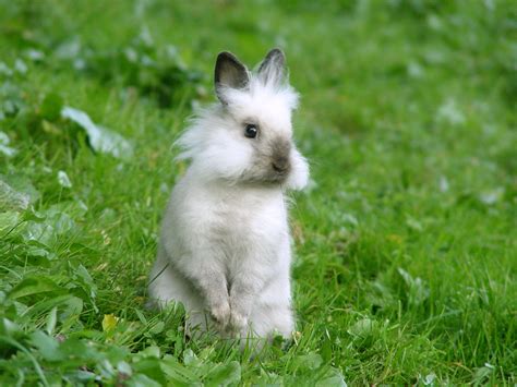 rabbit wallpapers fun animals wiki  pictures stories