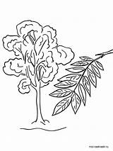 Tree Ash Coloring Pages Elm Recommended Template sketch template