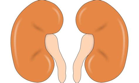 kidney replacement therapy rates  remained higher  men  women