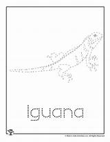 Iguana Tracing Word Worksheets Letter sketch template
