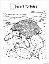 Pages Desert Tortoise Coloring Color sketch template